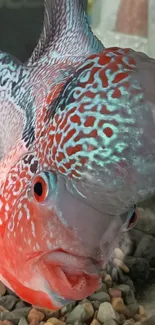 Close-up of colorful Flowerhorn fish in vibrant reds and blues.