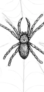 Intricate black spider illustration on a white background.