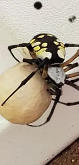 Close-up of a spider with an egg sac on a textured white surface.