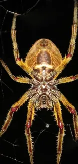 Detailed image of a spider on a web with dark brown and golden hues.