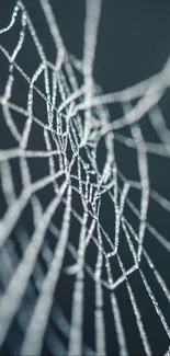 Intricate spider web design on a dark blue background.