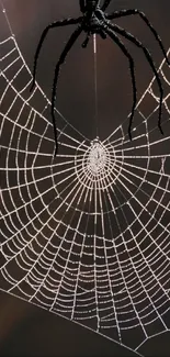 Intricate spider web with black spider on dark background.