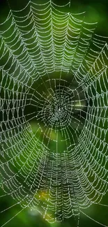 Intricate spider web on a vibrant green background.