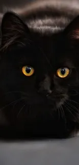 Black cat with bright golden eyes on dark background.