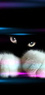 Mysterious cat eyes peering through the darkness with fluffy paws in a black background.