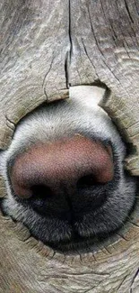 Dog nose peeking through a wooden surface, playful and curious.