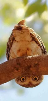 Inverted owl hanging from a tree branch, displaying unique perspective.