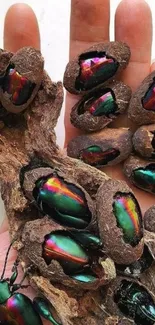 Colorful iridescent beetles resting on a hand with wood texture.