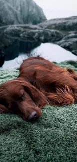 Irish Setter dog sleeping on lush green moss outdoors.