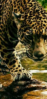 Majestic jaguar near a flowing stream in the jungle.