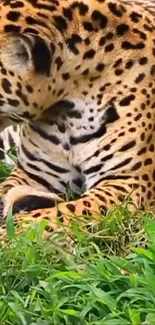 Majestic jaguar lounging in lush green jungle setting.