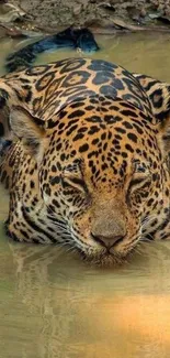 Jaguar relaxing in a calm water setting, showcasing its natural beauty.