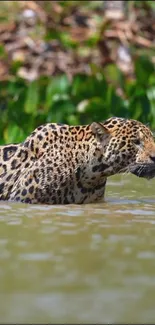 Jaguar swimming peacefully in a river