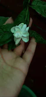 Jasmine flower resting delicately on a hand with green leaves.