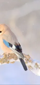 Bird perched on snowy branch in serene winter setting.