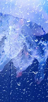 Jellyfish and raindrops on glass with blue background wallpaper.