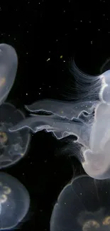 Glowing jellyfish in a dark ocean, forming a captivating mobile wallpaper.