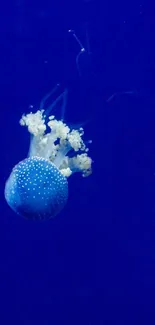 Graceful jellyfish in deep blue ocean wallpaper.