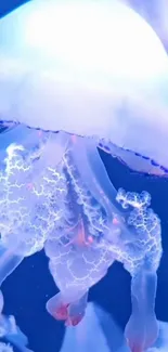 Jellyfish Light Liquid Live Wallpaper