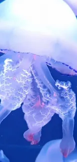 Jellyfish Liquid Vertebrate Live Wallpaper