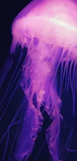 Jellyfish Marine Invertebrates Bioluminescence Live Wallpaper