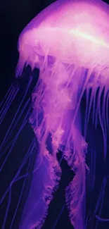 Jellyfish Marine Invertebrates Bioluminescence Live Wallpaper