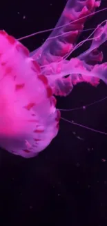 Jellyfish Marine Invertebrates Bioluminescence Live Wallpaper