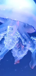 Jellyfish Marine Invertebrates Liquid Live Wallpaper