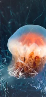 Jellyfish Marine Invertebrates Vertebrate Live Wallpaper