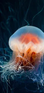 Jellyfish Marine Invertebrates Vertebrate Live Wallpaper