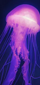 Jellyfish Marine Invertebrates Water Live Wallpaper