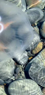 Jellyfish floating above smooth pebbles on a serene beach.