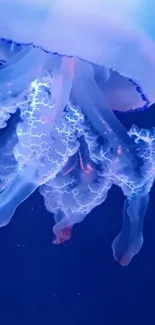 Jellyfish glowing underwater with blue hues.