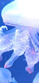 Jellyfish Water Marine Invertebrates Live Wallpaper