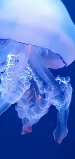 Jellyfish Water Marine Invertebrates Live Wallpaper