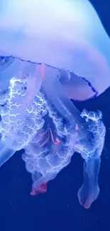 Jellyfish Water Marine Invertebrates Live Wallpaper