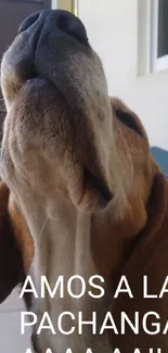 Beagle enjoying outdoors while howling at the sky.