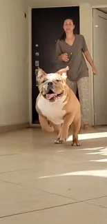 Playful bulldog running indoors with person watching.