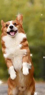 Joyful corgi with sparkles in nature background.