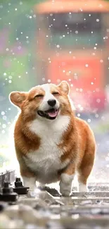 Happy corgi walking in rain on railway tracks.