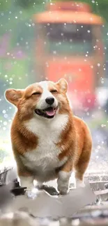 Corgi joyfully running in the rain on train tracks with a blurred background.