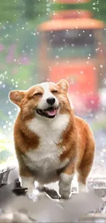 Joyful Corgi walking happily in the rain.