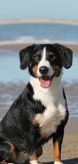 Happy dog sitting on the beach with ocean waves in the background.