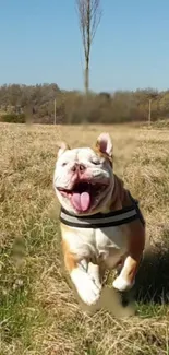 Happy dog running in a grassy field under a clear blue sky.