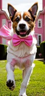 Happy dog with pink bow tie running through vibrant pink background.