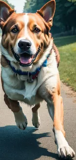 Joyful dog running along a country pathway with greenery.