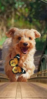 Joyful dog with butterfly on a serene forest path wallpaper.