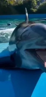 A joyful dolphin splashing in bright blue water.