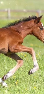 Foal joyfully running across a sunlit field.