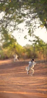 Playful monkeys jumping on a sunlit path in a lush green forest.